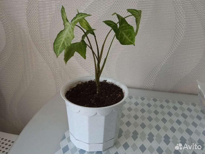 Цветы комнатные