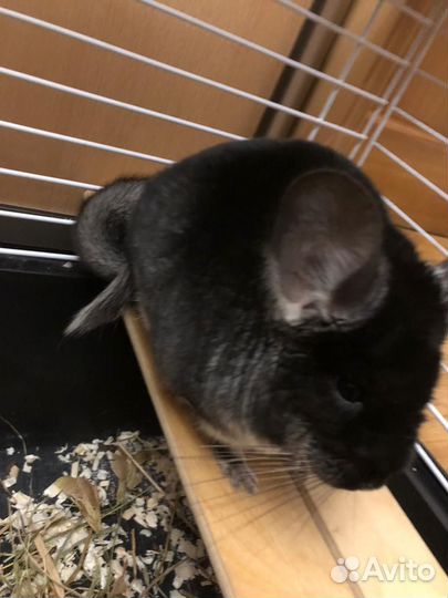 Шиншилла чёрный бархат