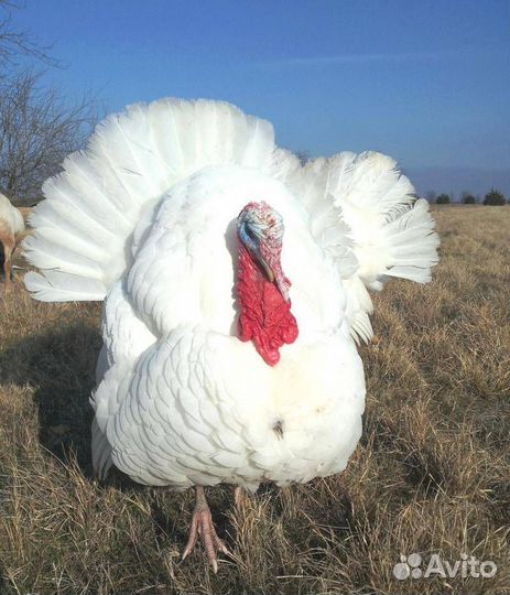 Индюки на мясо