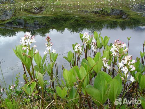 Вахта трехлистная