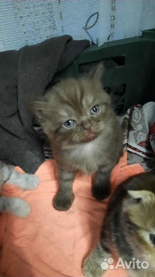 Шотландские котята