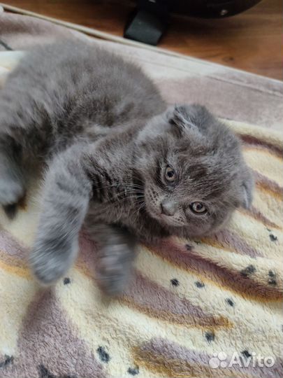Британский котенок