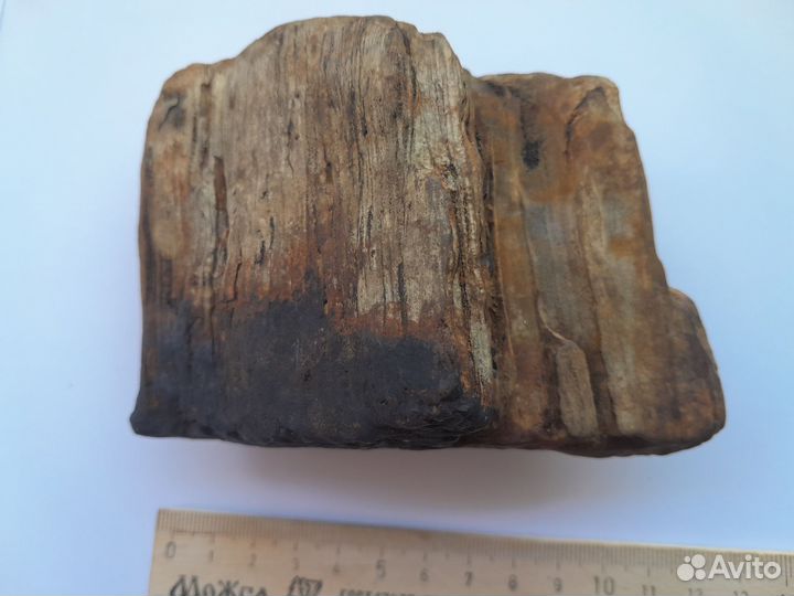 Окаменелое дерево