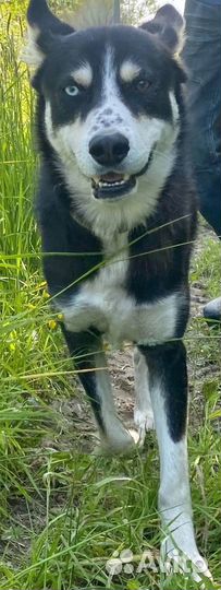 Собака в добрые руки отдам бесплатно