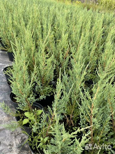 Можжевельник скальный