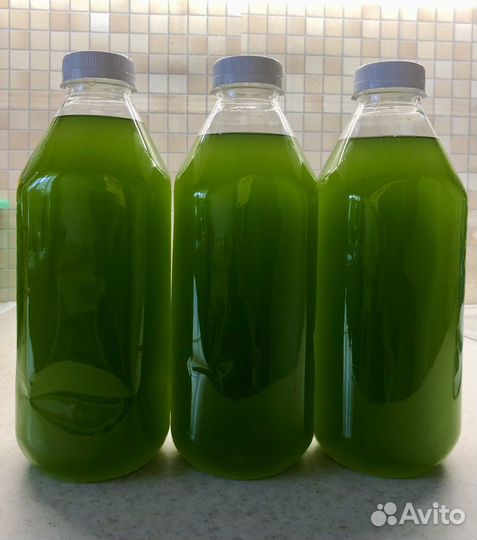 Тетраселмис