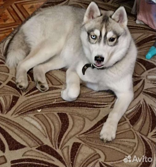 Сибирский хаски