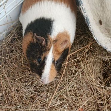 Морская свинка с клеткой