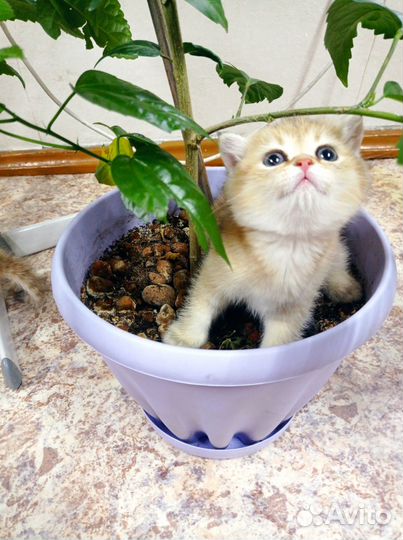 Золотые британцы