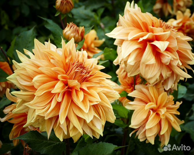 Георгины на осень(клубни)