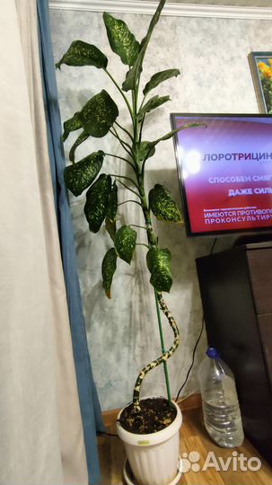 Диффенбахия