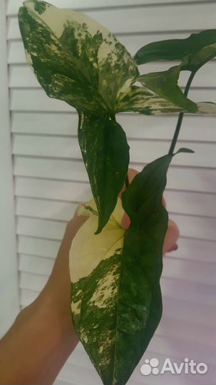 Сингониум Аурея