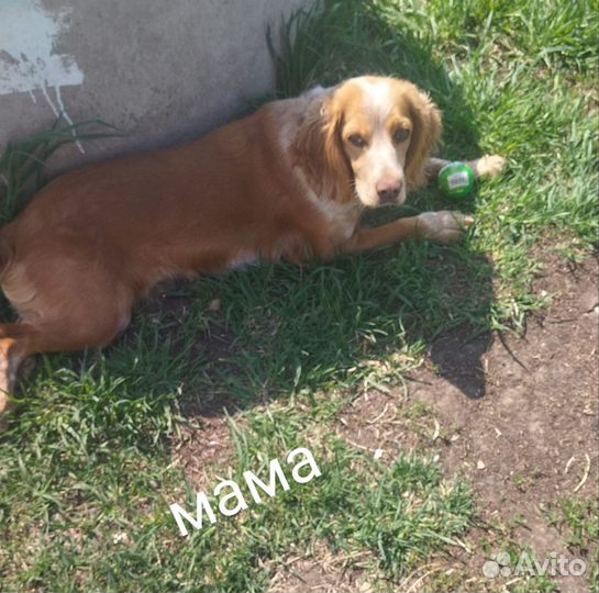 Русский спаниель