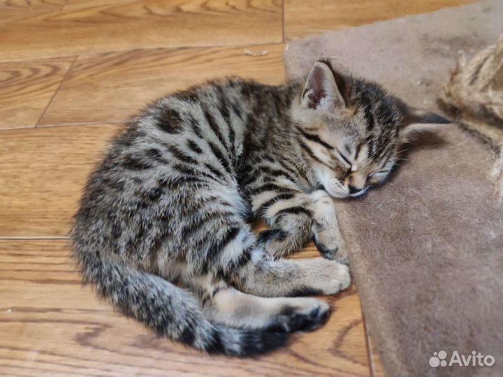 Бенгальские котята