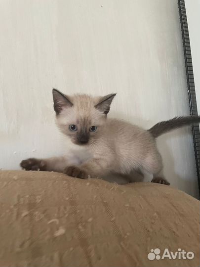 Сиамская кошечка