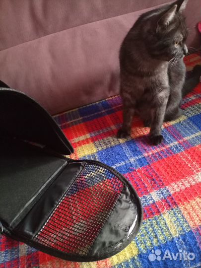 Переноска для кошек и маленьких собак