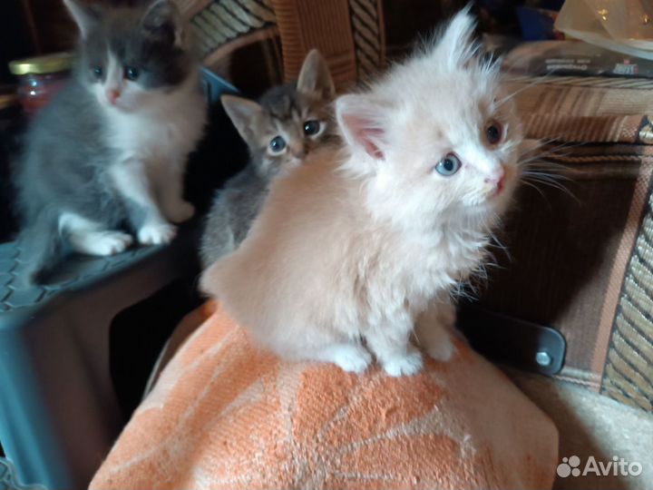 Котенок -пушистый друг