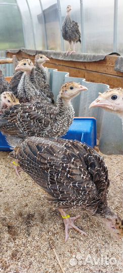 Индюки молодые