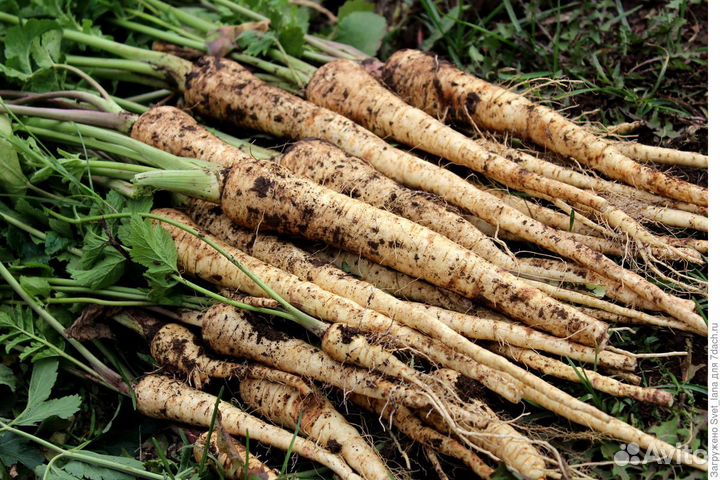 Пастернак семена