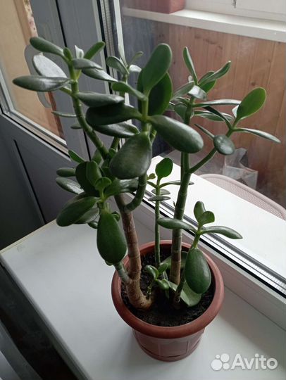 Диффенбахия