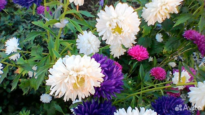 Цветы астра рассада