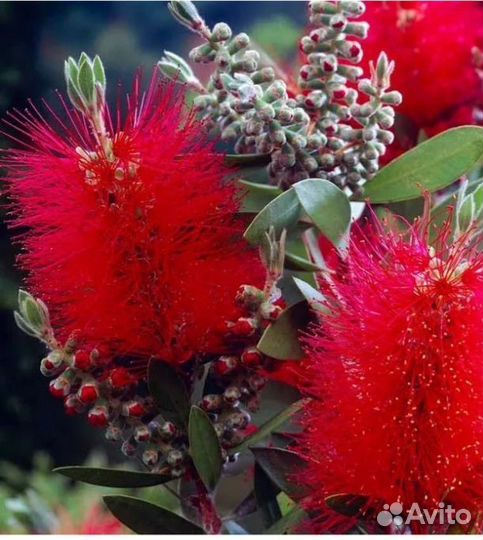 Калистемон