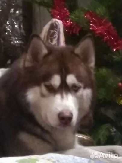 Хаски вязка