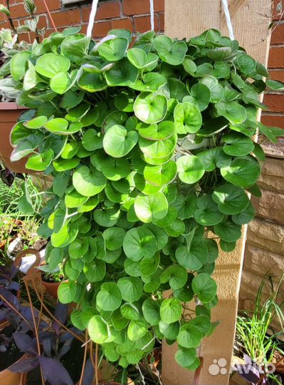 Дихондра ампельная, кашпо 3 литра, доставка