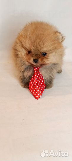 Мини мимики помы