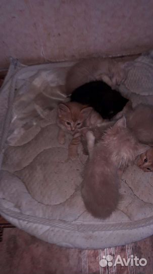 Котята. Бесплатно