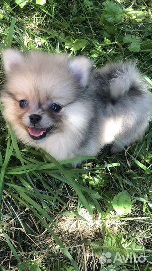 Померанский шпиц