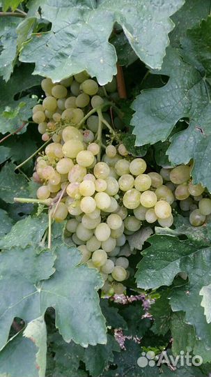 Виноград