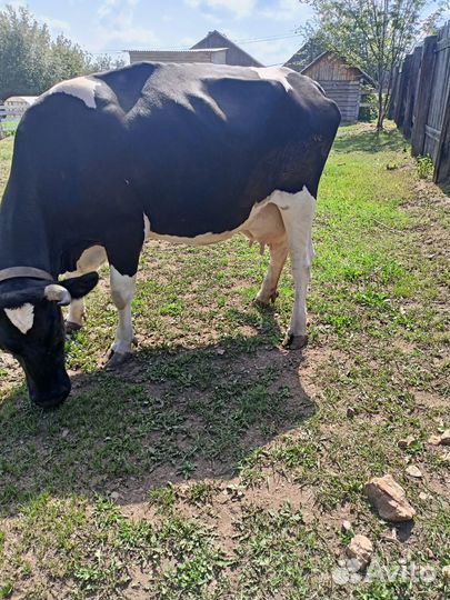 Коровы и телка