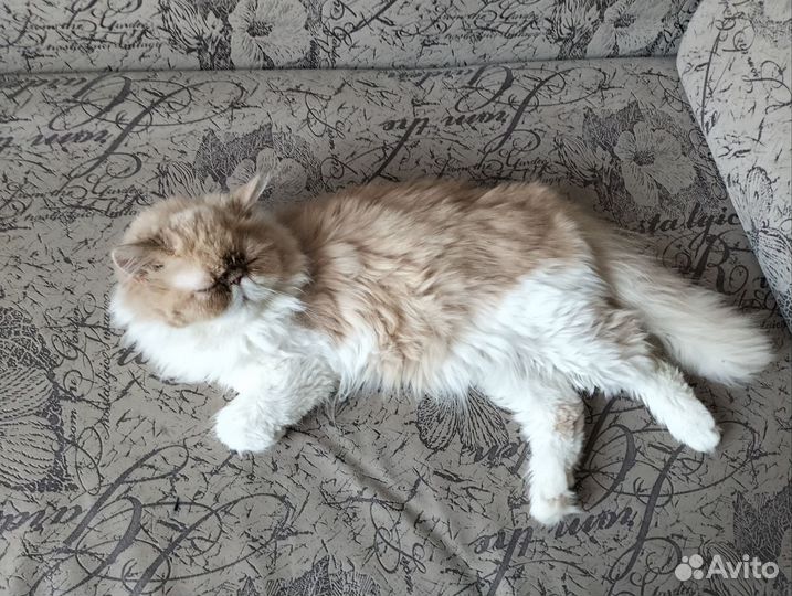 Персидская