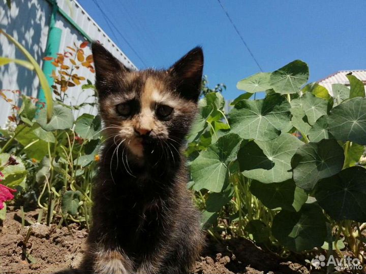 Котята, девочки, 2 месяца