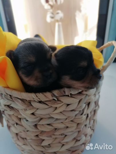 Маленькая собака