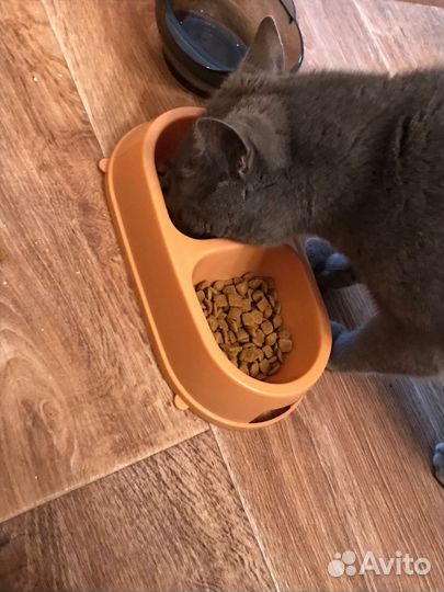 Передержка животных