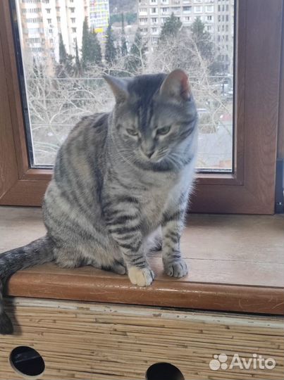 Василиса Краса