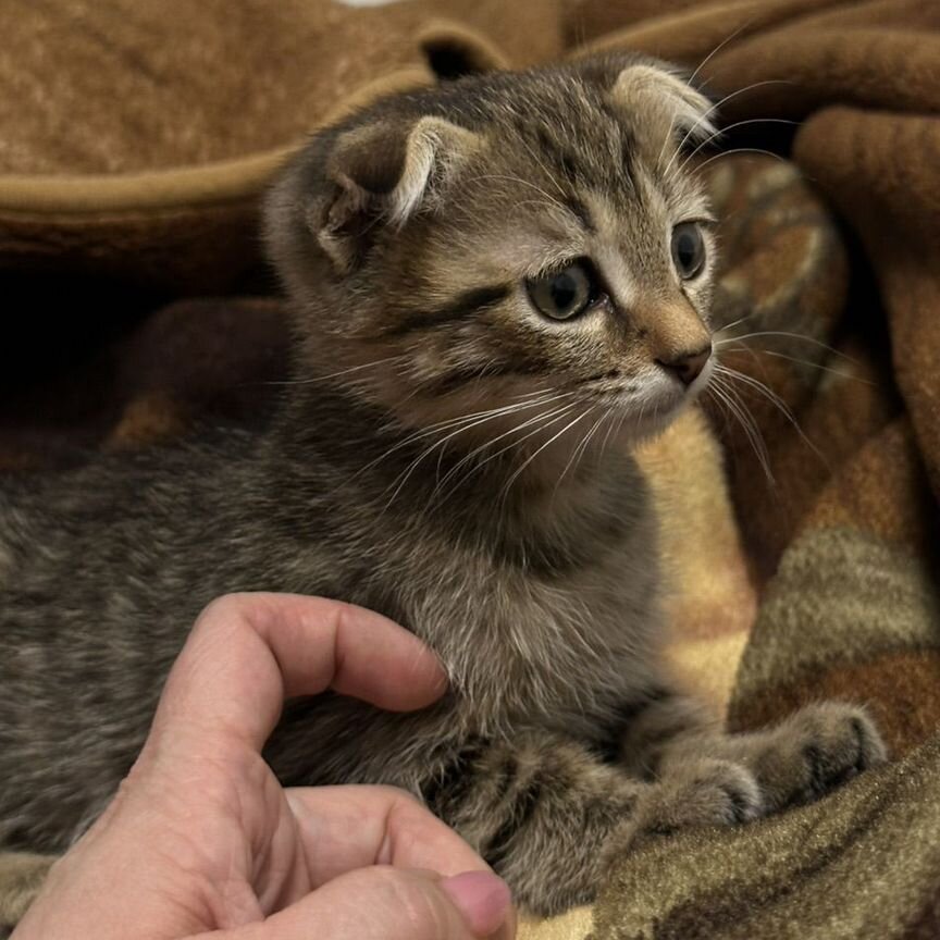 Котенок вислоухий мальчик в добрые руки