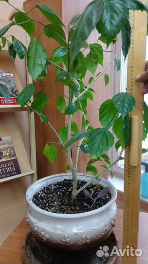 Гибискус китайская роза