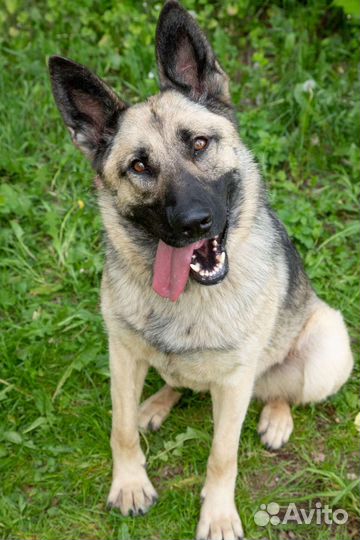 Метис восточноевропейской овчарки в добрые руки