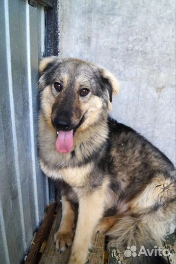 Два друга в добрые руки