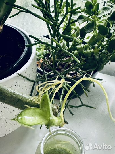 Сансевиерия цилиндрика