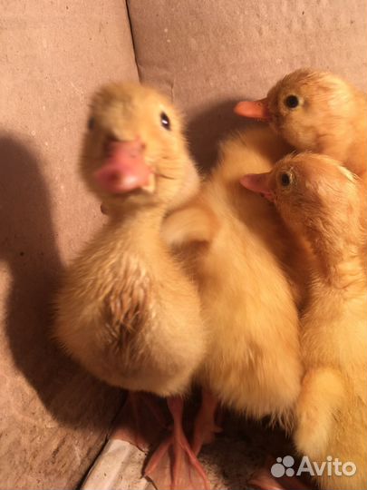 Утята 2-х недельные