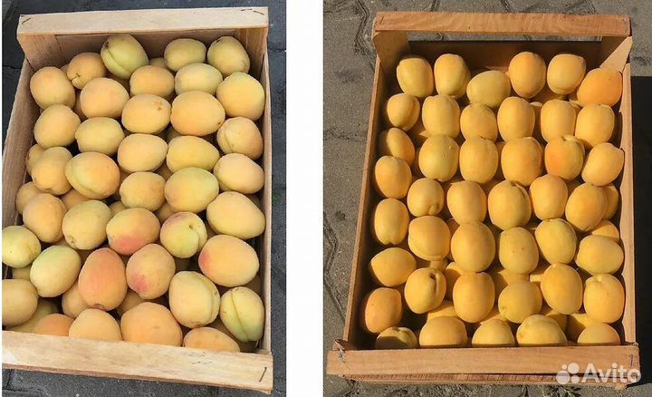 Черешня абрикос оптом