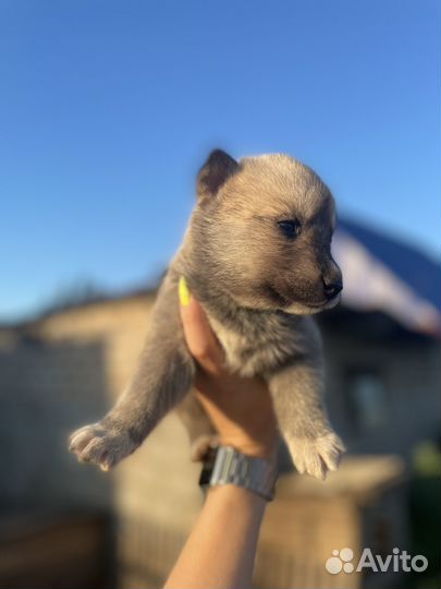 Щенята в добрые руки