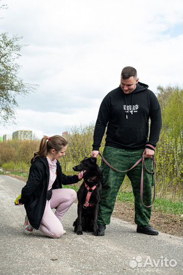 Заберите собаку Вуди из приюта