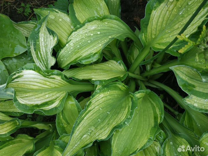 Хоста сортовые