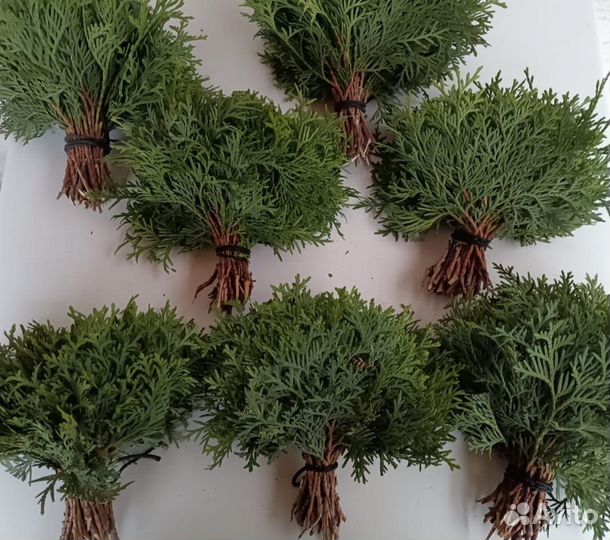 Черенки туи