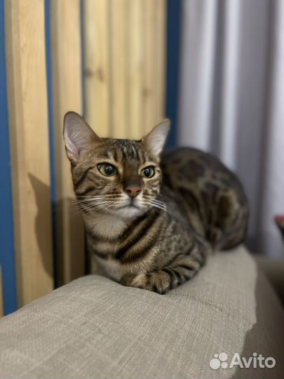 Бенгальская кошка в добрые руки